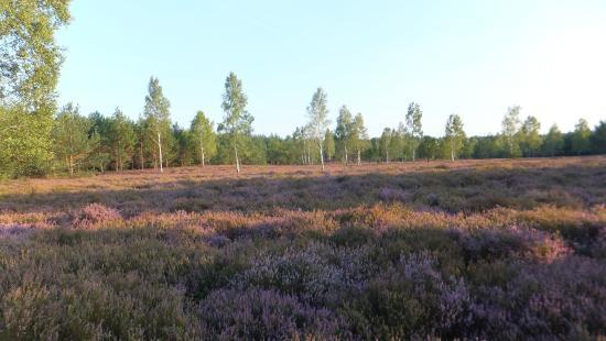 Naturpark Niederlausitzer Heidelandschaft
