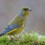 Trattoria Sapori di Sicilia