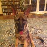 Restauracja Czarny Kot