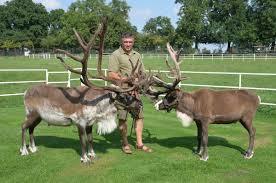 Elch- und Rentierfarm Th.Golz