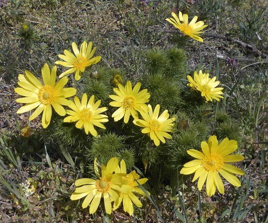 Adonisroschenpfad Mallnow