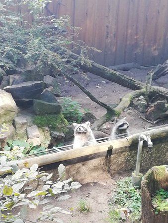 Heimtierpark Kunsterspring