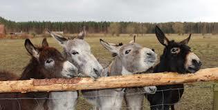 Haustierpark und Wildpferdgehege Liebenthal Arne Broja