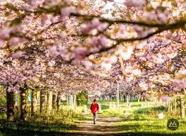 TV-Asahi-Kirschblütenallee